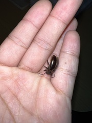 Tarpela micans