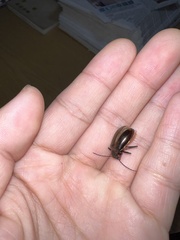 Tarpela micans