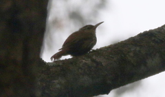 Lepidocolaptes squamatus