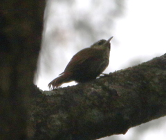 Lepidocolaptes squamatus