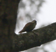 Lepidocolaptes squamatus