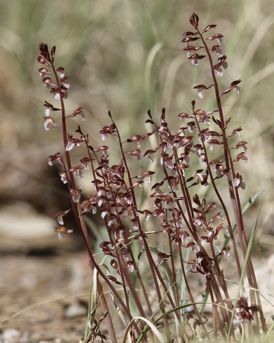 Spring coralroot (Corallorhiza wisteriana)