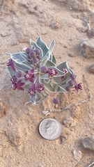 Asclepias ruthiae