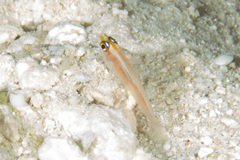 Trimma anaima