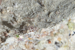 Cuapetes tenuipes