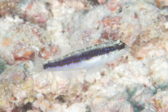 Asterropteryx striata