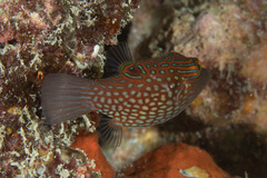 Canthigaster janthinoptera
