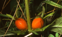 Triosteum angustifolium