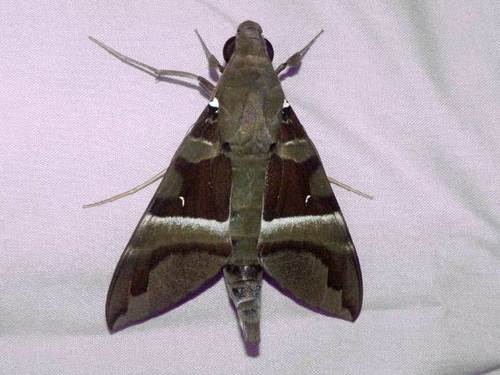 Whitebanded Nephele