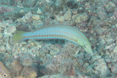 Hologymnosus doliatus