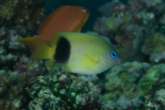 Plectroglyphidodon johnstonianus