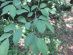 Lindera glauca