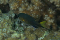 Pycnochromis vanderbilti
