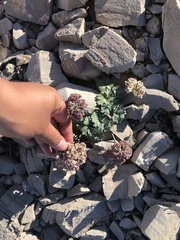 Cymopterus gilmanii
