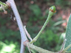 Lindera glauca