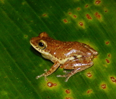 Pseudophilautus asankai
