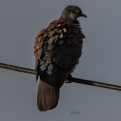 Patagioenas cayennensis