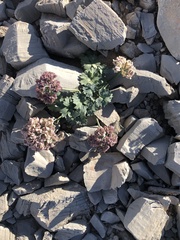 Cymopterus gilmanii
