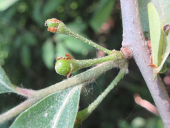 Lindera glauca
