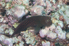 Cirripectes stigmaticus