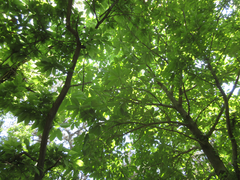 Magnolia obovata