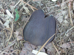Magnolia obovata