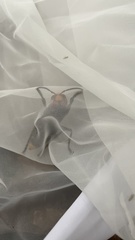 Vespa mandarinia japonica