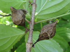 Cyrtarachne inaequalis