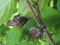 Cyrtarachne inaequalis