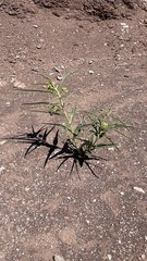 Asclepias labriformis