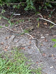 Ameiva ameiva