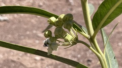 Asclepias labriformis