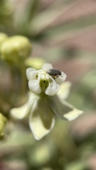 Asclepias labriformis