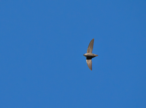 Vencejo de chimenea (Chaetura pelagica)