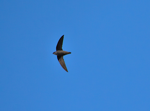 Vencejo de chimenea (Chaetura pelagica)