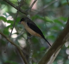 Trichothraupis melanops