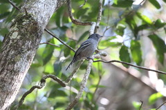 Thamnophilus caerulescens