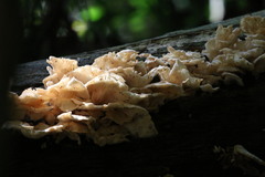 Fungi