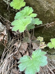 Heuchera parviflora saurensis