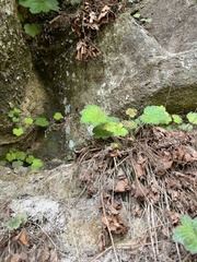 Heuchera parviflora saurensis