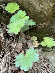 Heuchera parviflora saurensis