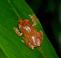 Pseudophilautus asankai