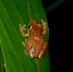 Pseudophilautus asankai