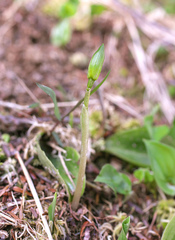 Dactylostalix ringens