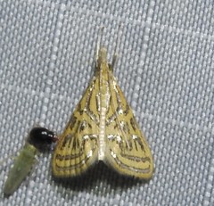 Daulia magdalena