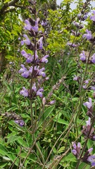 Salvia officinalis