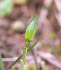 Dactylostalix ringens