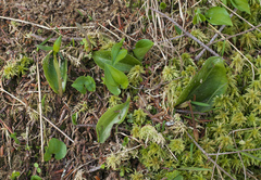 Dactylostalix ringens