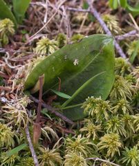 Dactylostalix ringens