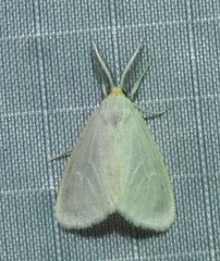 Neoplynes eudora